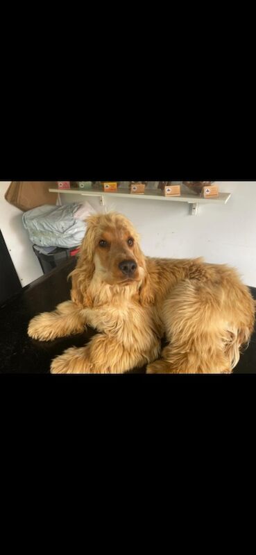 Show type cocker spaniel puppy's for sale in Kingston upon Hull, East Riding of Yorkshire - Image 2