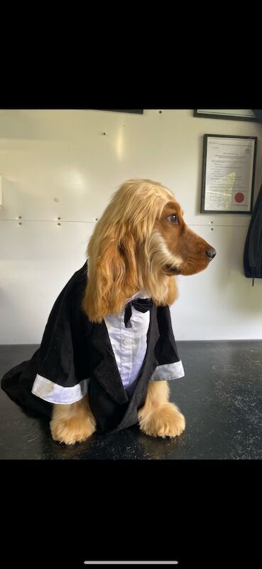 Show type cocker spaniel puppy's for sale in Kingston upon Hull, East Riding of Yorkshire - Image 3