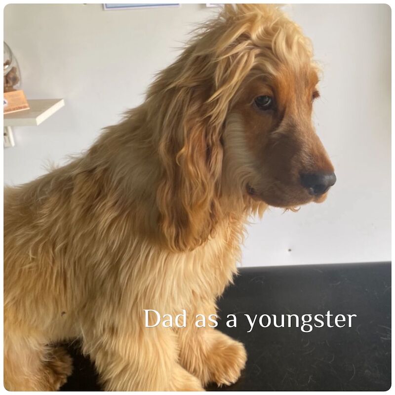 Show type cocker spaniel puppy's for sale in Kingston upon Hull, East Riding of Yorkshire - Image 5
