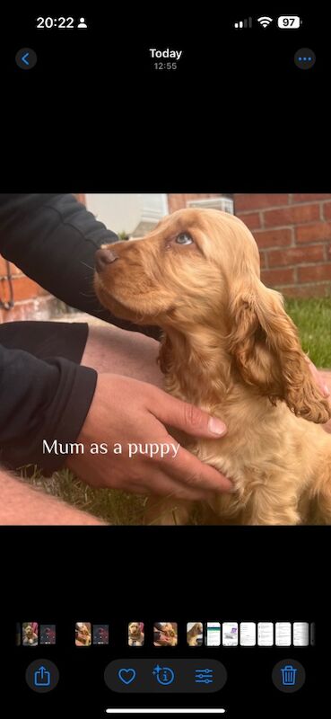 Show type cocker spaniel puppy's for sale in Kingston upon Hull, East Riding of Yorkshire - Image 7