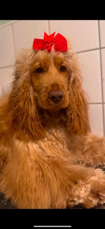 Show type cocker spaniel puppy's for sale in Kingston upon Hull, East Riding of Yorkshire - Image 9
