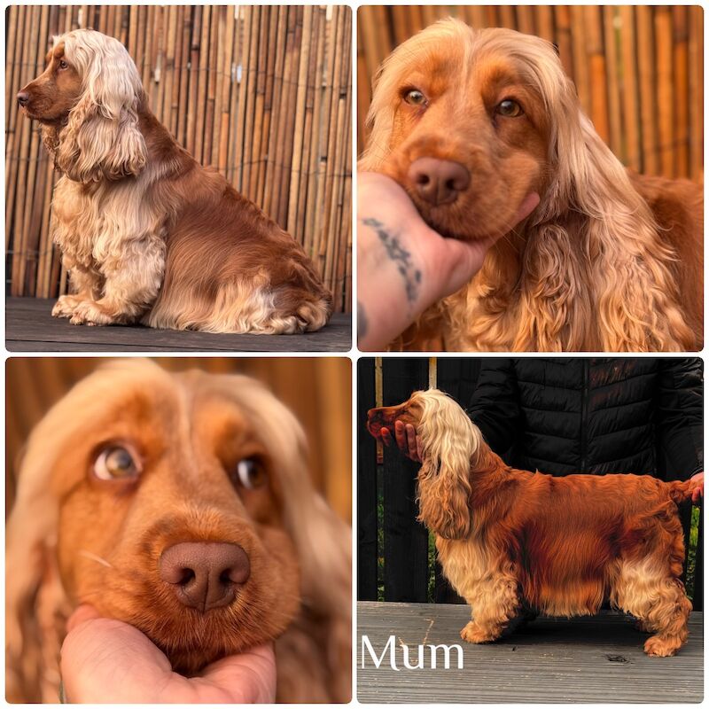 Show type cocker spaniel puppy's for sale in Kingston upon Hull, East Riding of Yorkshire - Image 13