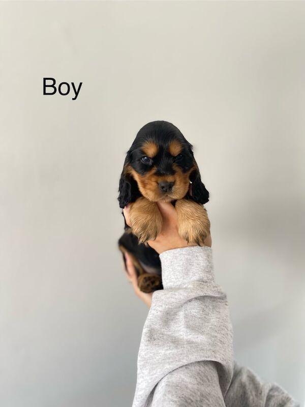 Cocker Spaniel puppies for sale in County Antrim – KC registered, 9 months old - Image 1 of 3
