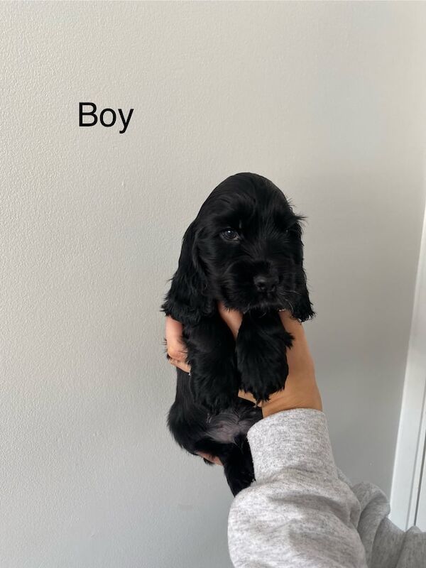 Cocker Spaniel puppies for sale in County Antrim – KC registered, 9 months old - Image 2 of 3