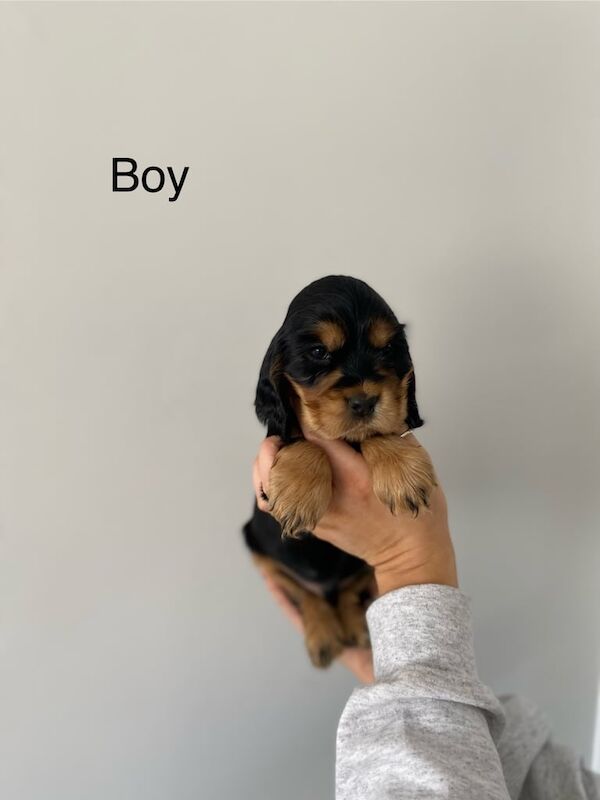 Cocker Spaniel puppies for sale in County Antrim – KC registered, 9 months old - Image 3 of 3