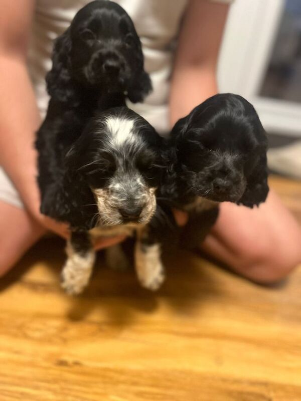 Show Type Cocker Show Type Cocker Spaniel Pups For Sale in Beighton, South Yorkshire ...
