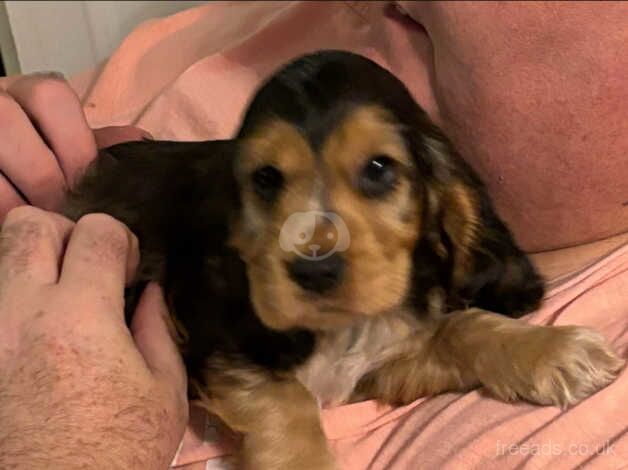 Cocker Spaniel puppies for sale in Kilmarnock, East Ayrshire – 1 year old - Image 1 of 5