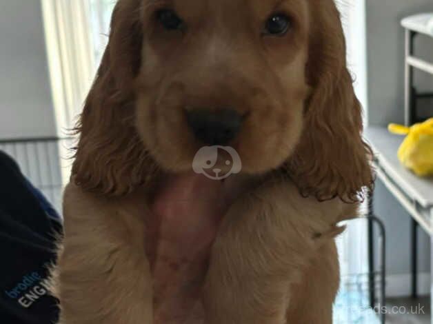 Cocker Spaniel puppies for sale in Kilmarnock, East Ayrshire – 1 year old - Image 2 of 5