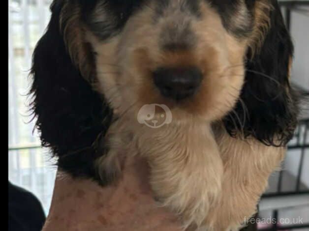 Cocker Spaniel puppies for sale in Kilmarnock, East Ayrshire – 1 year old - Image 3 of 5