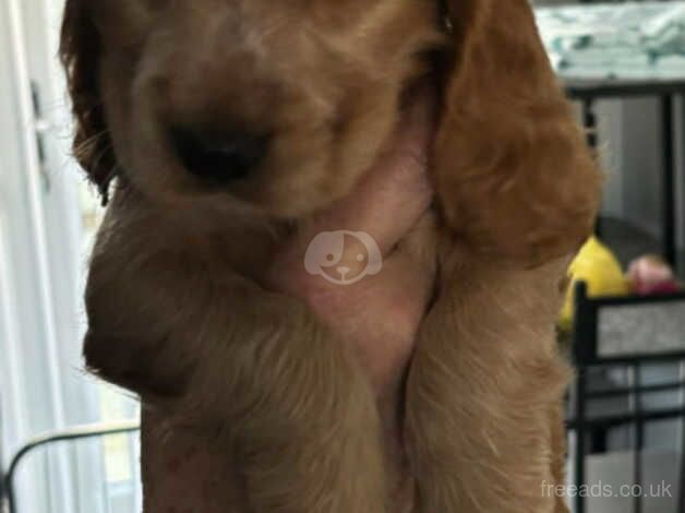 Cocker Spaniel puppies for sale in Kilmarnock, East Ayrshire – 1 year old - Image 5 of 5