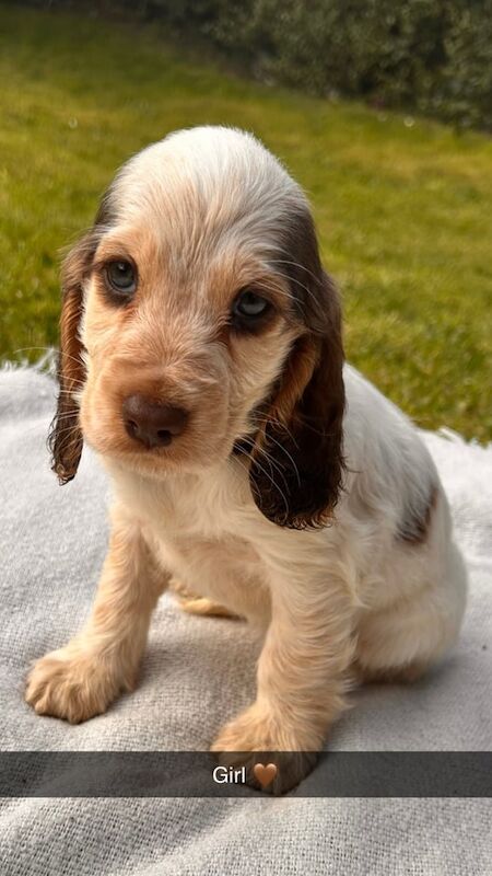 Show type cocker spaniels for sale in Sheffield, South Yorkshire
