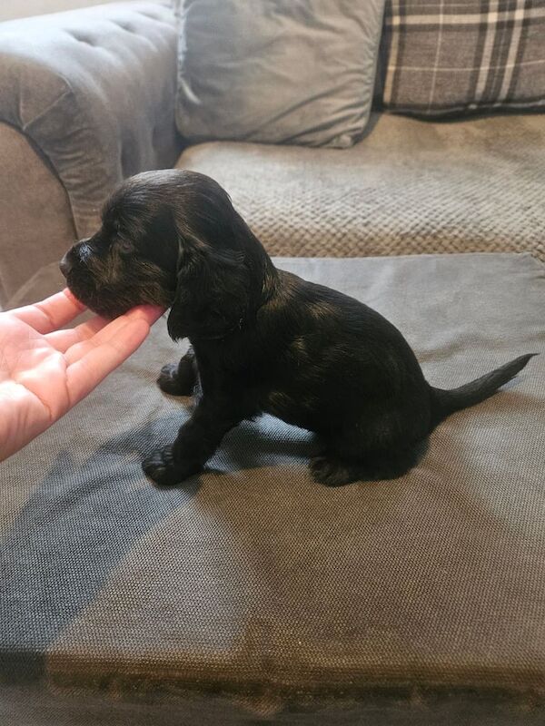 Cocker Spaniel puppies for sale in Doncaster, South Yorkshire – 6 weeks old