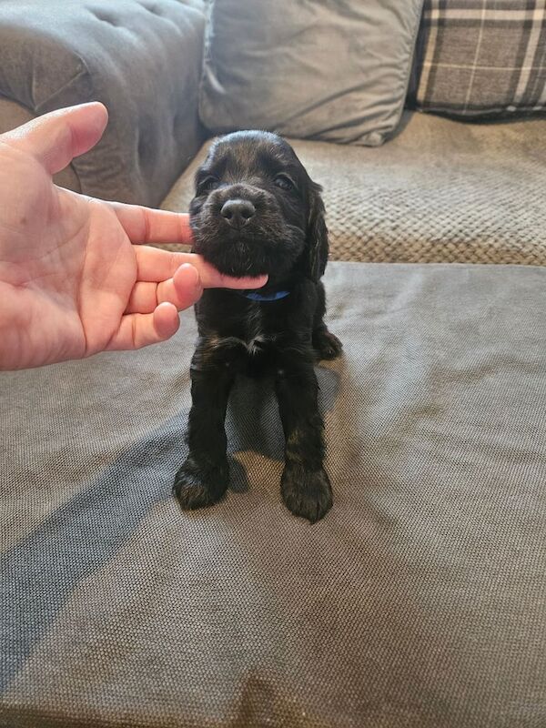 Cocker Spaniel puppies for sale in Doncaster, South Yorkshire – 6 weeks old - Image 2 of 6