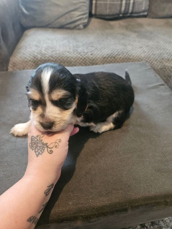 Cocker Spaniel puppies for sale in Doncaster, South Yorkshire – 6 weeks old - Image 3 of 6