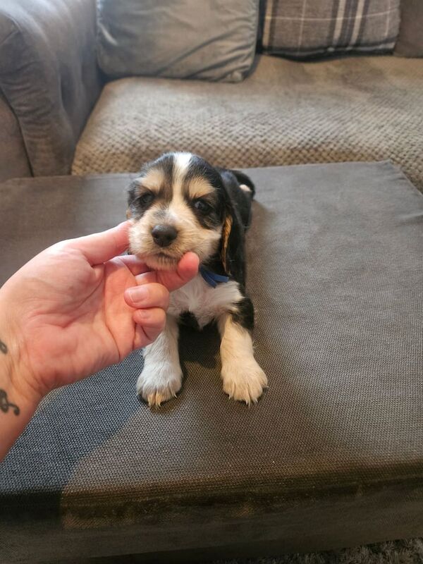 Cocker Spaniel puppies for sale in Doncaster, South Yorkshire – 6 weeks old - Image 4 of 6