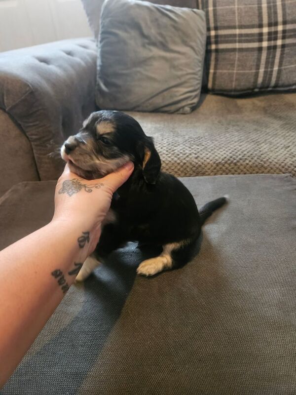 Cocker Spaniel puppies for sale in Doncaster, South Yorkshire – 6 weeks old - Image 5 of 6