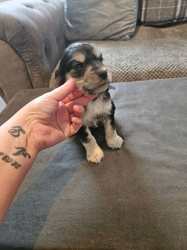 Cocker Spaniel puppies for sale in Doncaster, South Yorkshire – 6 weeks old - Image 6 of 6