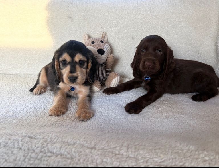 Show type cocker spaniels