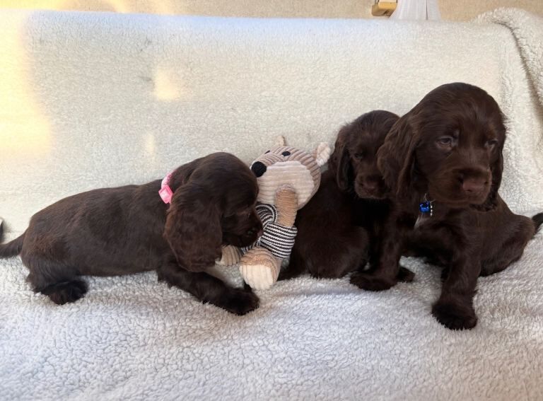 Show type cocker spaniels - Image 3 of 4