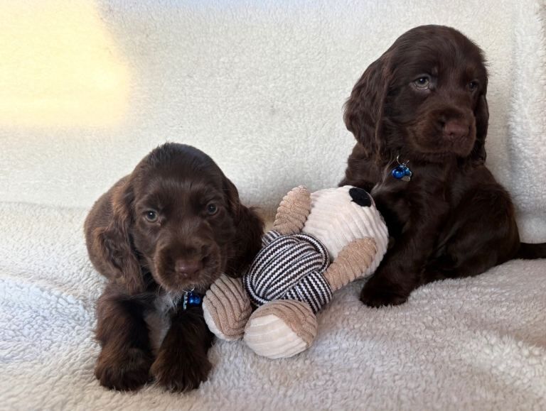 Show type cocker spaniels - Image 4 of 4