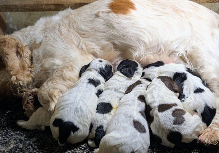 Kc Cocker Show Type Cocker Spaniels - KC Registered - Cocker Spaniel Puppies For ...