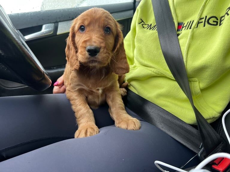 Show type golden cocker puppy for sale in Moira, County Down