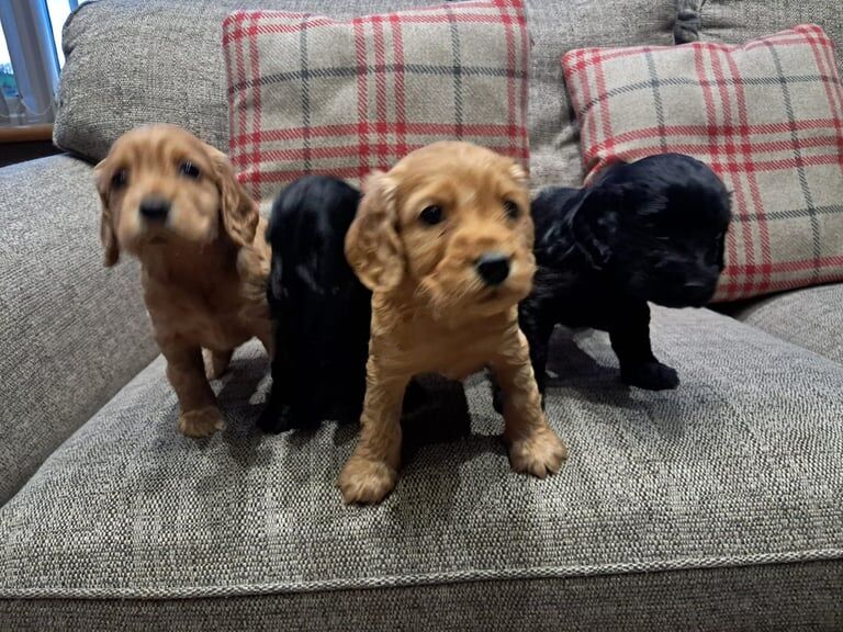 Show type IKC reg cocker spaniel pups for sale in Newtownhamilton, County Armagh