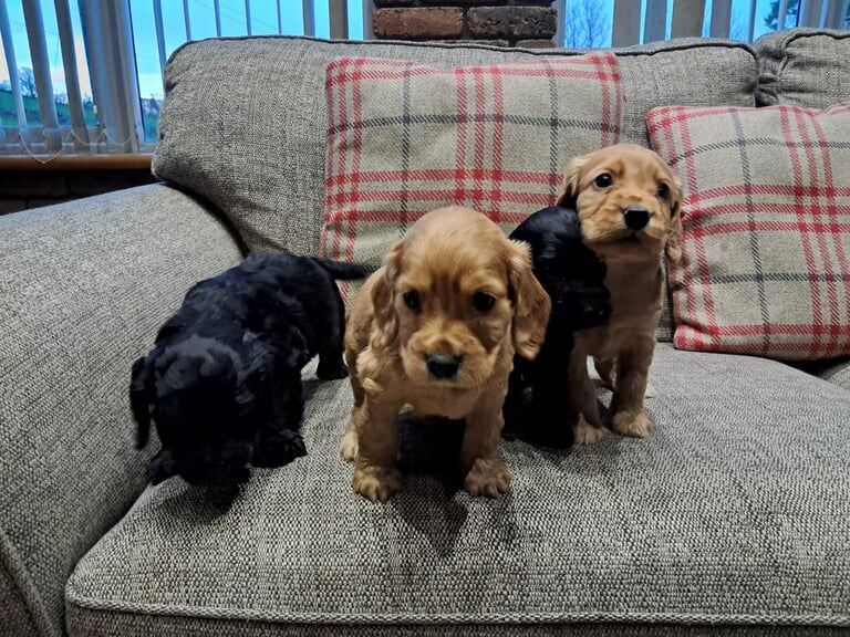 Show type IKC reg cocker spaniel pups for sale in Newtownhamilton, County Armagh - Image 2