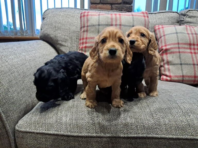 Show type IKC reg cocker spaniel pups - Image 3 of 3