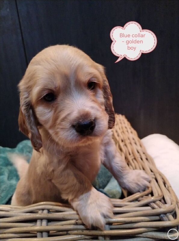 Show type KC reg cocker spaniel pups for sale in Dungannon, County Tyrone - Image 1