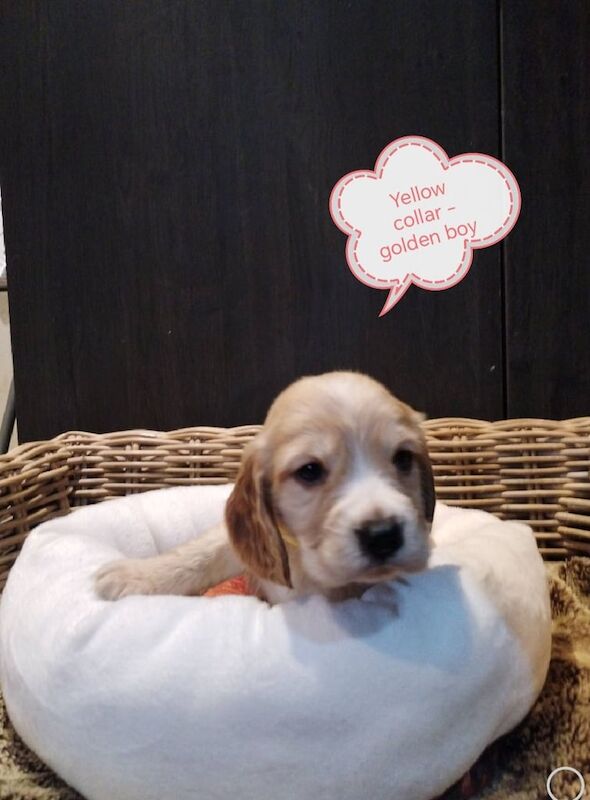 Show type KC reg cocker spaniel pups for sale in Dungannon, County Tyrone - Image 2