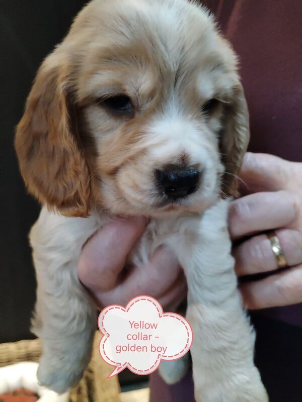 Show type KC reg cocker spaniel pups for sale in Dungannon, County Tyrone - Image 3