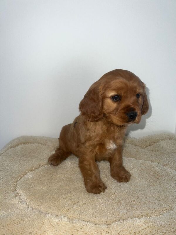 Show type spaniel - Image 3 of 3