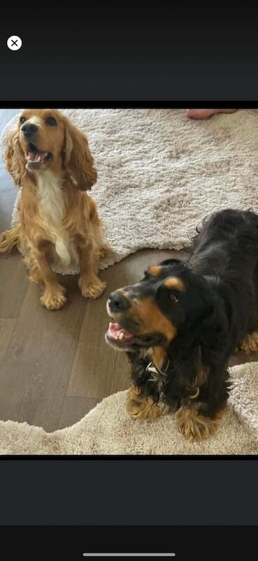 Showcase cocker spaniel for sale in Pontefract, West Yorkshire | Image 2