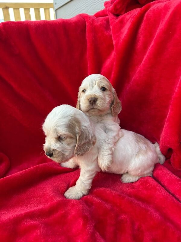 Showtype cocker spaniel puppies for sale in Larkhall, Lanarkshire