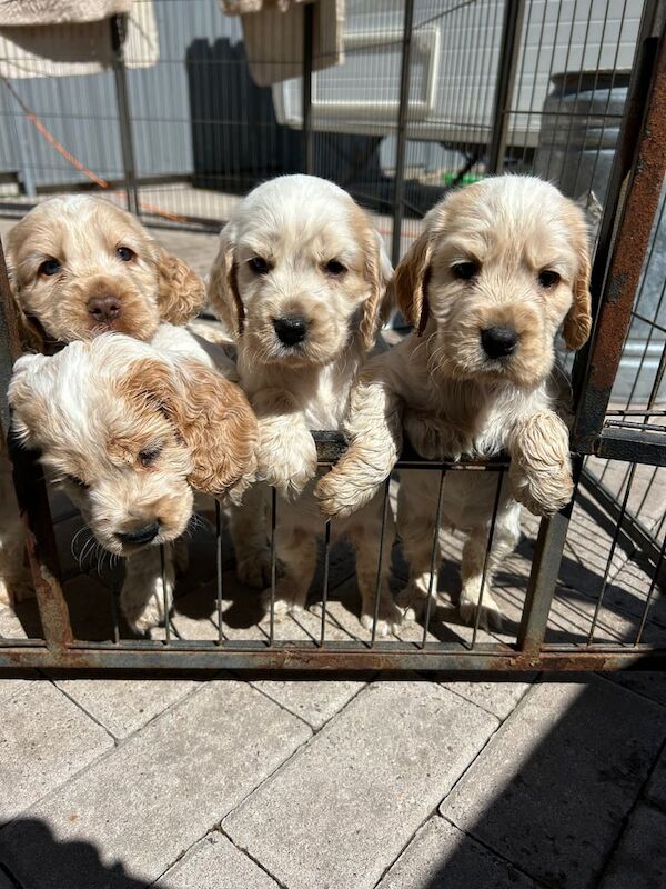 Showtype cocker spaniel puppies for sale in Larkhall, Lanarkshire | Image 3