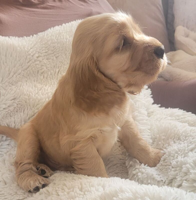 Showtype cocker spaniel puppies for sale in South Yorkshire