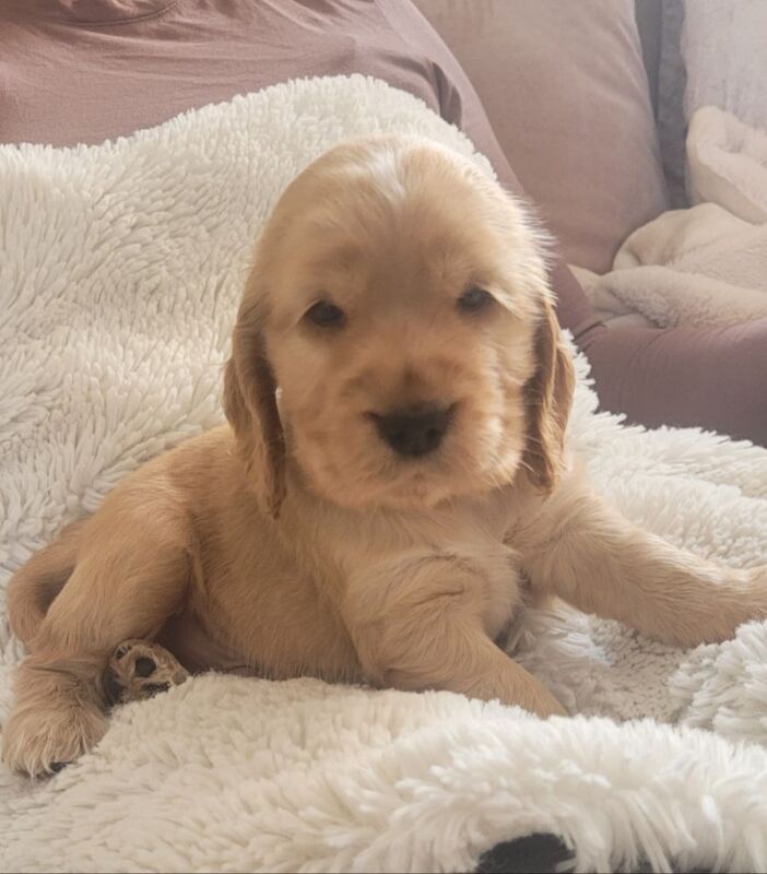 Showtype cocker spaniel puppies for sale in South Yorkshire | Image 2