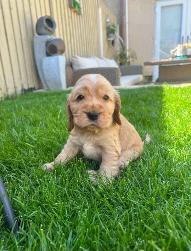 Showtype cocker spaniel puppies for sale in South Yorkshire | Image 3