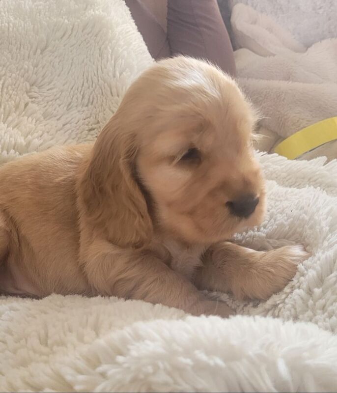 Showtype cocker spaniel puppies for sale in South Yorkshire - Image 4