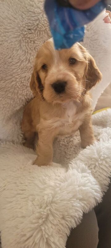Showtype cocker spaniel puppies for sale in South Yorkshire - Image 5