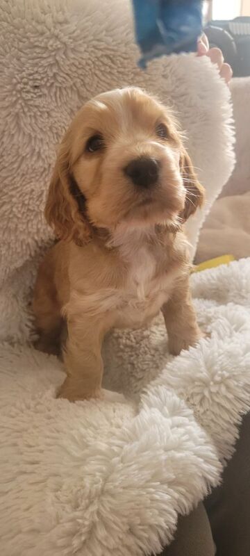 Showtype cocker spaniel puppies for sale in South Yorkshire - Image 7