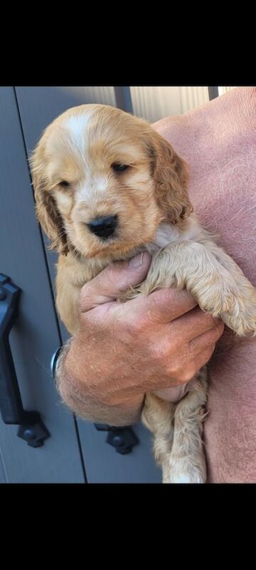 Showtype cocker spaniel puppies for sale in South Yorkshire - Image 14