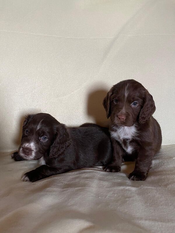 Chocolate working cocker clearance spaniel puppies for sale