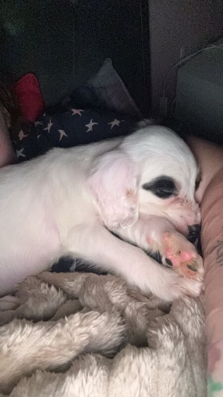 Cocker Spaniel puppies for sale in Poole, Dorset – 10 weeks old