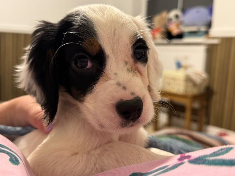 Cocker Spaniel puppies for sale in Poole, Dorset – 10 weeks old - Image 2 of 3