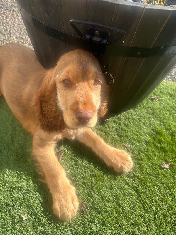 Cocker Spaniel puppies for sale in Wombwell, South Yorkshire – 4 months old