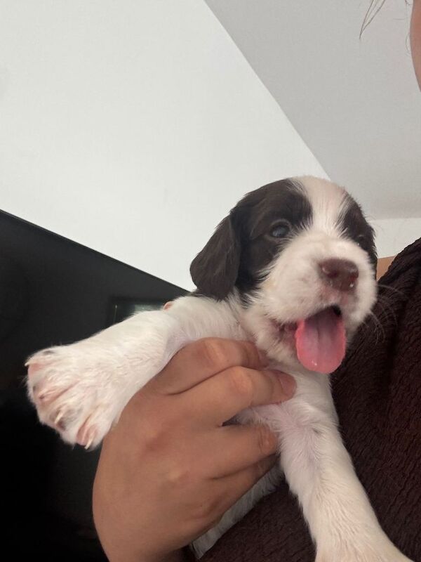 Spaniel puppies