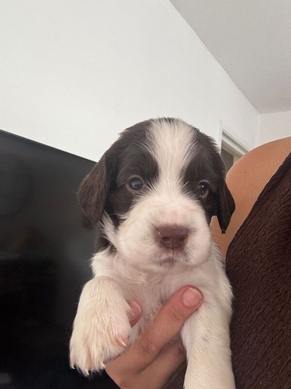 Spaniel puppies - Image 2 of 5