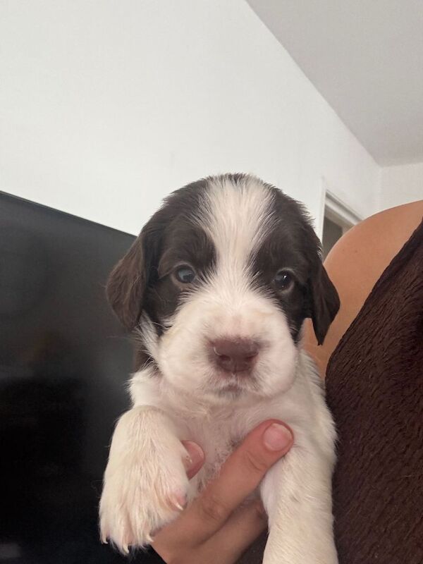Spaniel puppies - Image 3 of 5